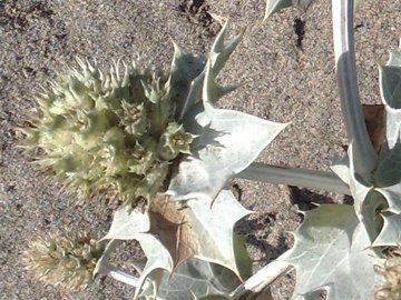 Pianta spinosa e coriacea -  Eryngium maritimum